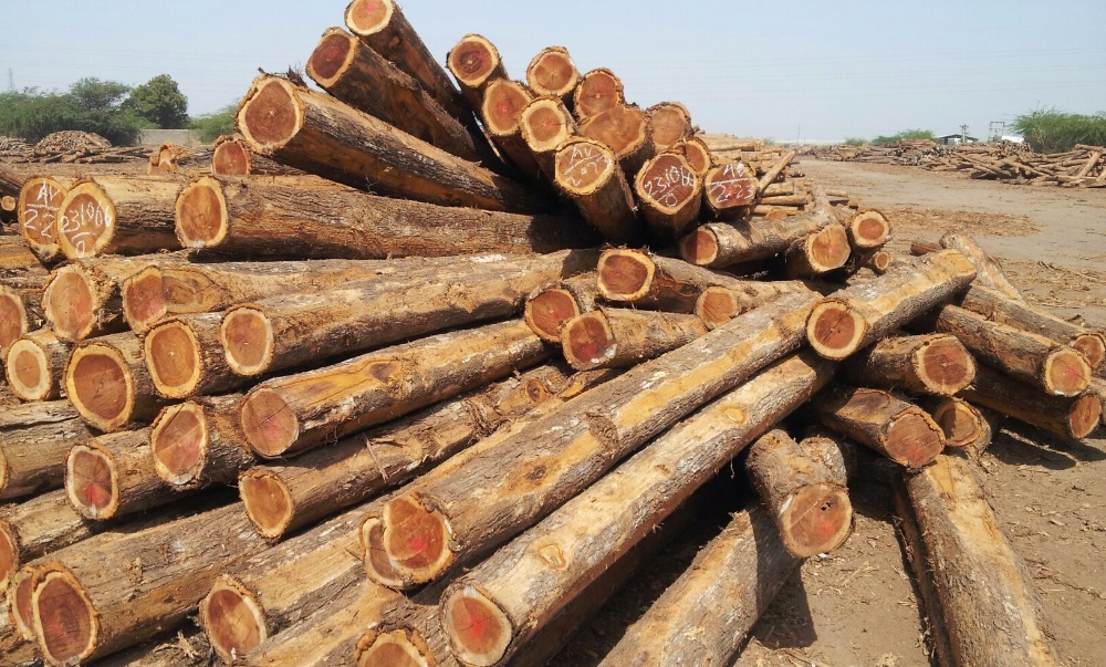 Eucalyptus Logs