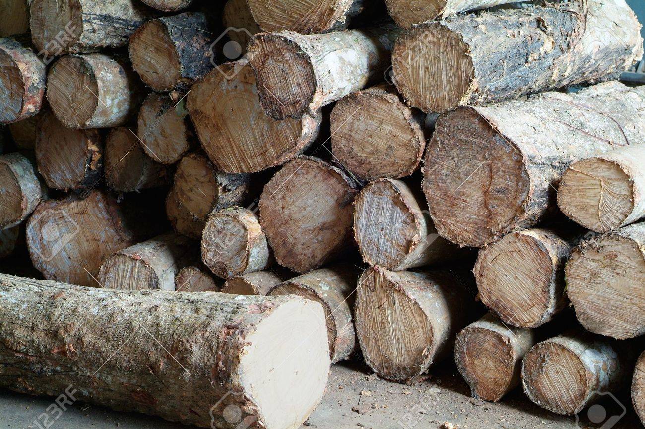 Rubberwood Logs